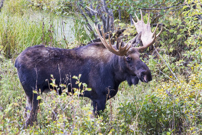 Bull Moose posing.jpg