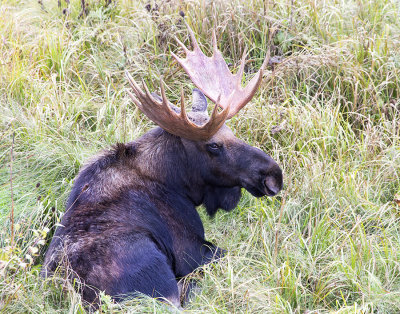 Bull Moose lying in grass.jpg