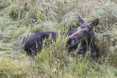 Female moose lying in grass.jpg
