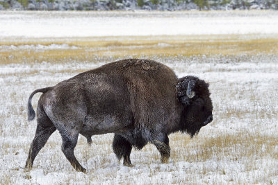 Bison walking in snow.jpg