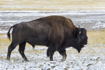 Bison calling in snow.jpg