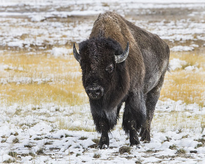 Bison facing in snow.jpg