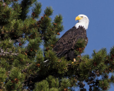 Eagle in pine.jpg
