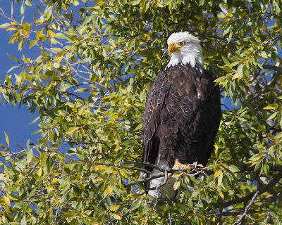 Eagle in tree.jpg