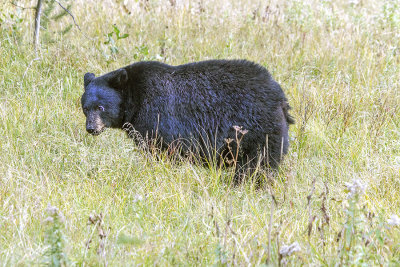 Black Bear in meadow.jpg