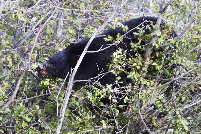 Black Bear eating berres.jpg