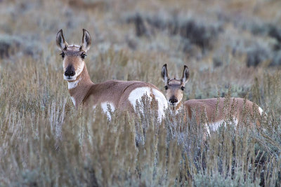 Pronghorn mom and young.jpg