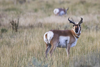 Pronghorn male poses.jpg