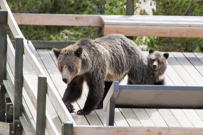Grizzly and cub on platform.jpg