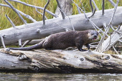 River Otter walking on log.jpg