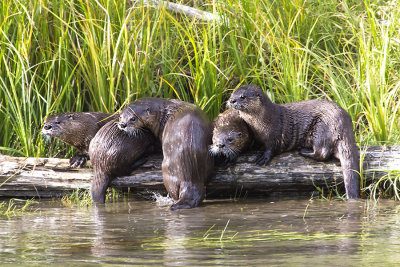 River Otters on a log.jpg