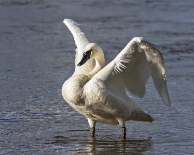 Trumpeter  Swan flapping.jpg