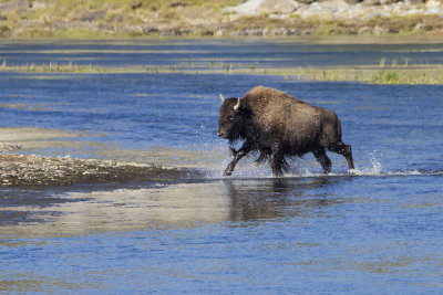 Bison running in river.jpg