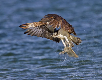 Osprey catches flounder.jpg