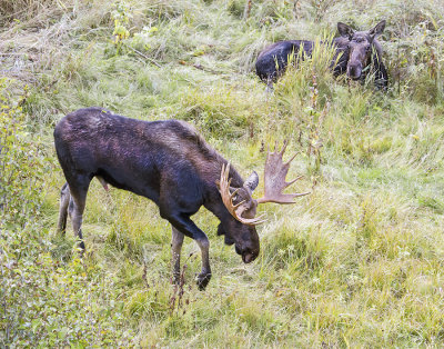 Moose pair in grass.jpg