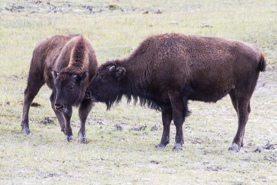 Bison licking bison.jpg
