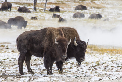 Bison in snow by hot spring.jpg