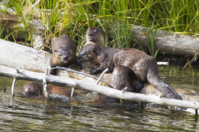Otters on log 2.jpg