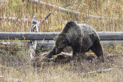 Grizzly covering carcass.jpg