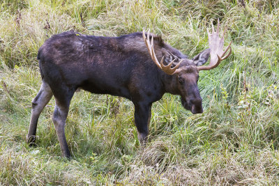 Bull Moose in grass staring.jpg