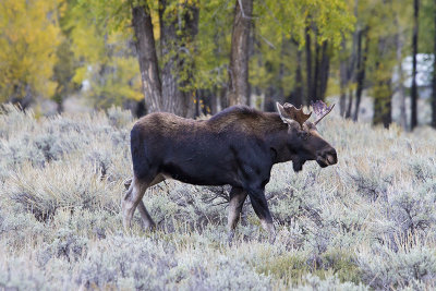 Younger Bull Moose.jpg