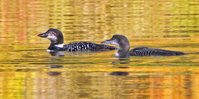 Loon and juvenile.jpg