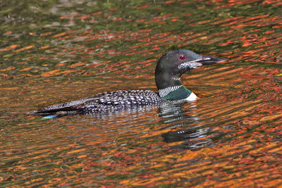 Loon and reflections 2.jpg