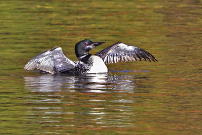 Loon spreading wings.jpg