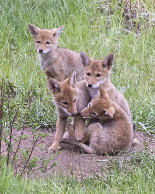 Coyote pups.jpg