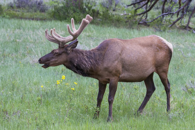 Bull elk eating.jpg