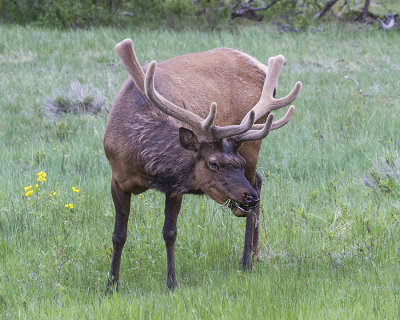 Bull elk eating 2.jpg