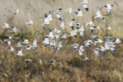 Snow Buntings flying.jpg