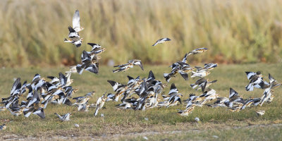 Snow Buntings taking off.jpg