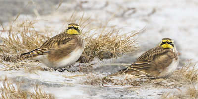 Horned Larks in snow.jpg