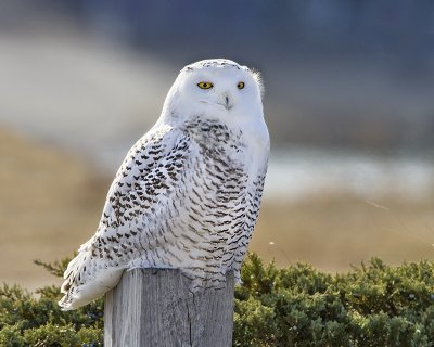Snowy Owl on post at Hampton