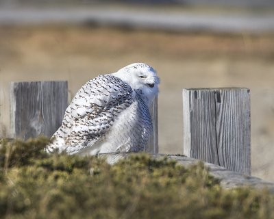 Snowy Owl on post Hampton from behind