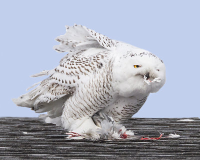 Snowy Owl eating pigeon on roof.jpg