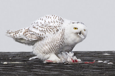 Snowy Owl eating prey 2.jpg