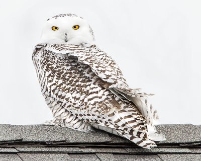 Snowy owl staring on roof