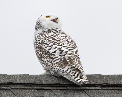 Snowy owl yells at crow.jpg