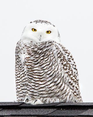 Snowy Owl staring from roof