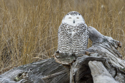 Snowy Owl smile on log.jpg