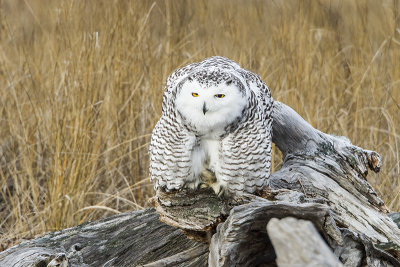 Snowy after preening on log.jpg