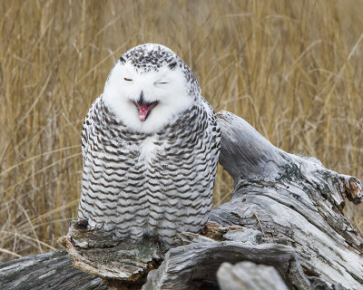 Snowy Owl gagging on log.jpg