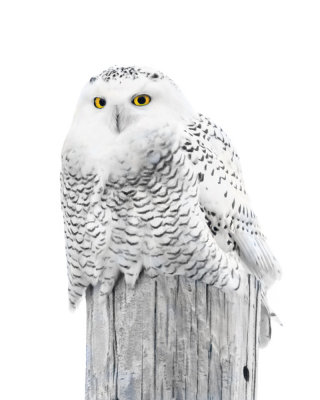 Snowy Owl on post at dusk.jpg