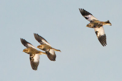 Snow Bunting trio flying.jpg