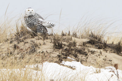 Snowy Owl on dune.jpg