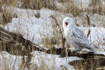 Snowy Owl yawning on log.jpg