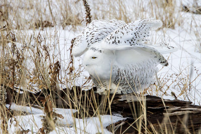 Snowy Owl stretching on log.jpg