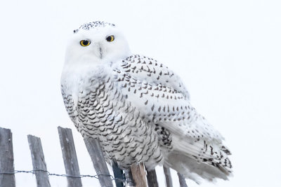 Snowy owl on fence staring at me.jpg